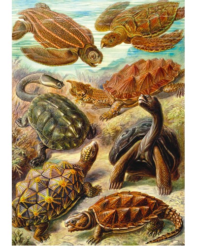 Puzzle Imagination Ernst Haeckel Chelonia / Żółwie morskie 1000 elementów Puzzle Imagination Ernst Haeckel Chelonia / Żółwie morskie 1000 elementów