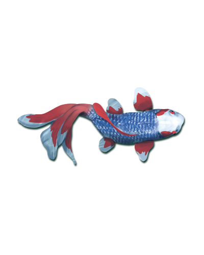 Koi (edycja polska) Koi (edycja polska)