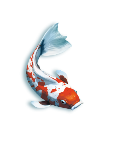 Koi (edycja polska) Koi (edycja polska)