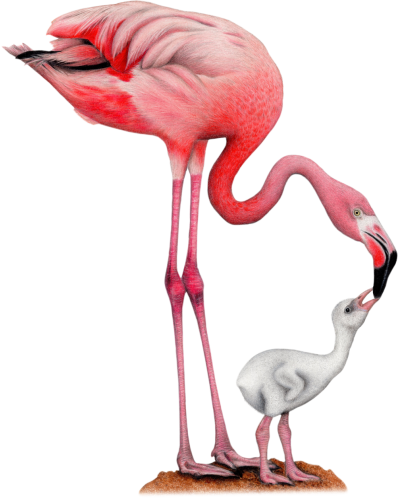 Na skrzydłach Ptaki Ameryk Na skrzydłach Ptaki Ameryk