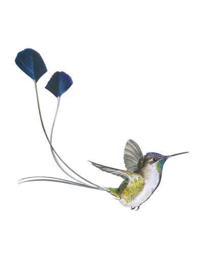 Na skrzydłach Ptaki Ameryk Na skrzydłach Ptaki Ameryk