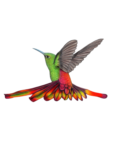 Na skrzydłach Ptaki Ameryk Na skrzydłach Ptaki Ameryk