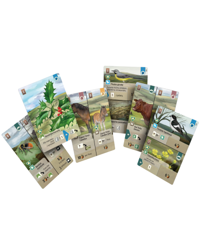 Leśne rozdanie Dartmoor Exmoor