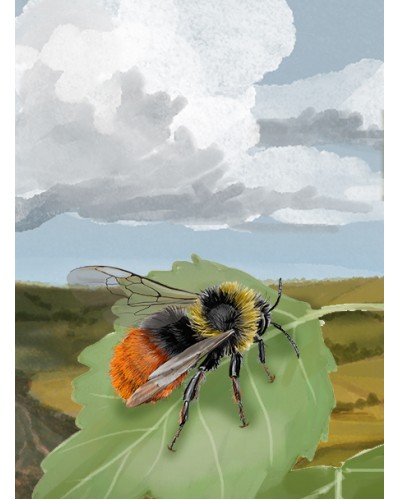 Leśne rozdanie Dartmoor Exmoor