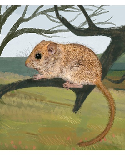 Leśne rozdanie Dartmoor Exmoor