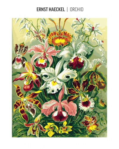 Ernst Haeckel Orchidea (malowanie po numerach) Ernst Haeckel Orchidea (malowanie po numerach)