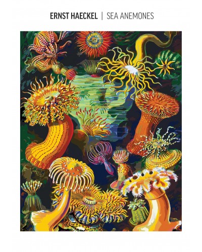 Ernst Haeckel Stworzenia morskie (malowanie po numerach)