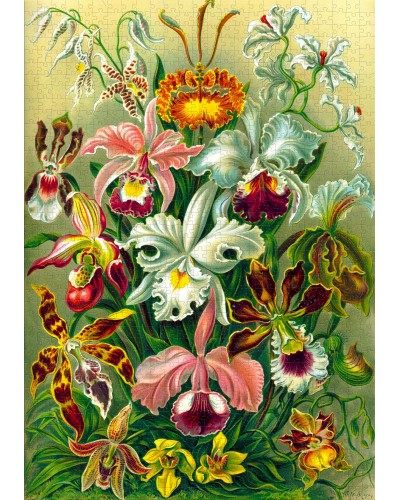 Puzzle Imagination Ernst Haeckel Orchidea / Orchid 1000 elementów Puzzle Imagination Ernst Haeckel Orchidea / Orchid 1000 elementów